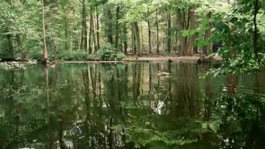Ayna yansımalı ve iki ördekli bir orman nehrinin statik görüntüleri. Vahşi yaşamı koruma ve çevre ekolojisini desteklemek için ideal..