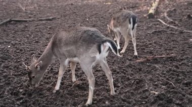 11 saniyelik statik çekim. Genç boynuzların ve kışın kürk dokusunun olağanüstü ayrıntıları. Biri yaltaklanırken diğeri çıplak toprağı arar..