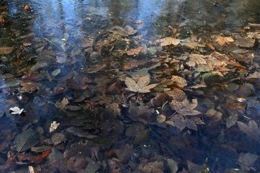 Bir orman birikintisinde donmuş buz tabakasının altında sıkışmış kahverengi sonbahar yapraklarının yakın çekimi. Kış ayazının güzel doğal dokusu ve mevsimsel geçiş geçmişi.