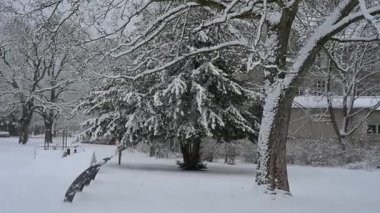 Soldan sağa 9 saniyelik sinematik çekim kışın ham gücünü yakalıyor. Video, şiddetli rüzgarlar altında sallanan büyük bir ladin ağacına dönüşen karla kaplı bir ağaç gövdesinin yakın çekimini içeriyor..