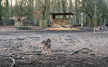 Bir grup nadasa geyik (Dama dama) bir ahşap saman besleyicisi ve orman arka planının yer aldığı doğal bir muhafaza içinde. Bu resim vahşi yaşamı koruma çabalarını, eko-turizm gelişimini gösteriyor.