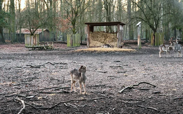 Bir grup nadasa geyik (Dama dama) bir ahşap saman besleyicisi ve orman arka planının yer aldığı doğal bir muhafaza içinde. Bu resim vahşi yaşamı koruma çabalarını, eko-turizm gelişimini gösteriyor.