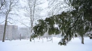 Soldan sağa 11 saniyelik sinematik çekim, kışın sert gücünü gösteriyor. Videoda, şiddetli rüzgar fırtınalarında sallanan karla kaplı köknar dallarının yakın çekimi yer alıyor..