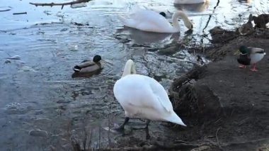 Yetişkin kuğular birbirlerini gagalarken ördekler yakınlarda otluyor. Gerçek zamanlı olarak otantik hayvan hiyerarşisini ve kuş davranışlarını yakalamak.