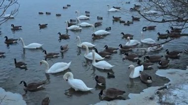 Buzlu bir nehirde ördek ve kuğuları gösteren yumuşak bir eğim. Ayrıntılı kuş davranışları çevre koruma ve vahşi yaşam eğitim medyası için mükemmel.