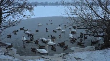 Göçmen kuşların buzlu bir nehirde düzgünce eğilmesi. Kışın ekoloji, iklim değişikliği ve doğa korunumu için koyu su ve beyaz buz kontrastı.