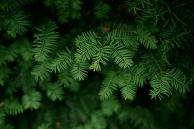 Doğal yeşil yapraklar yenilenebilir enerji, sürdürülebilirlik ve ekolojik yenilik temalarını sembolize eden yeşil bir doku oluşturur.