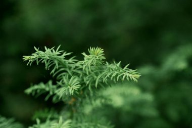 Yumuşak doğal ışık içeren taze yeşil yapraklar zihinsel sağlık ve rahatlama temaları için ideal bir botanik arka plan oluşturur.