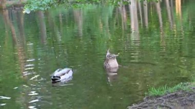 Mallard çifti doğal ses eşliğinde bir orman göletine dalıyor. Kuş popülasyonu araştırmaları ve çevre eğitimi için ayrıntılı zümrüt tüyü.