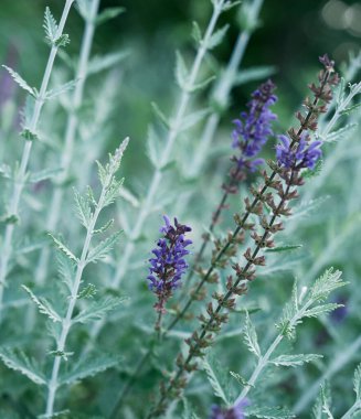 Biyolojik çeşitliliği, organik bahçıvanlığı ve sürdürülebilir yaşam tarzını temsil eden yumuşak yeşil yapraklı mor çiçekleri kapatın.