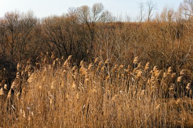 sonbaharda kurumuş ot 