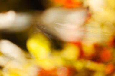 soyut sonbahar yaprakları