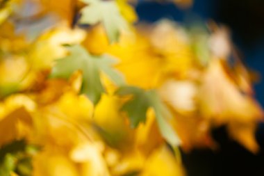 soyut sonbahar yaprakları