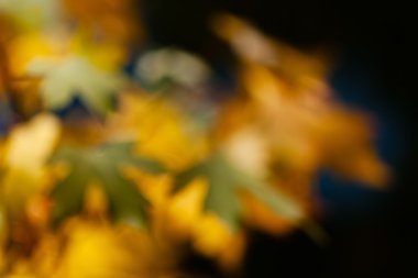 soyut sonbahar yaprakları