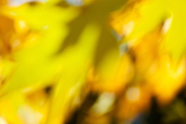 soyut sonbahar yaprakları