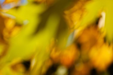 soyut sonbahar yaprakları