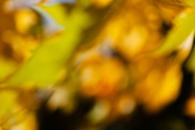 soyut sonbahar yaprakları