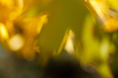 soyut sonbahar yaprakları