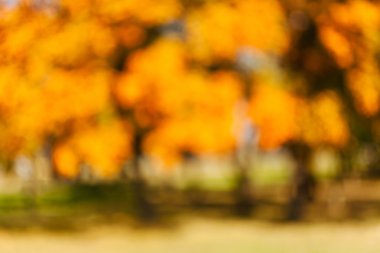 soyut sonbahar yaprakları