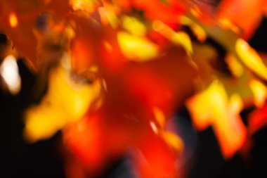 soyutlama sonbahar yaprakları