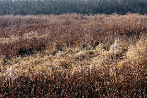 Gedroogd gras in de herfst — Stockfoto