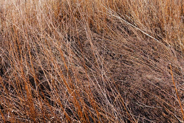 Hierba seca en otoño — Foto de Stock