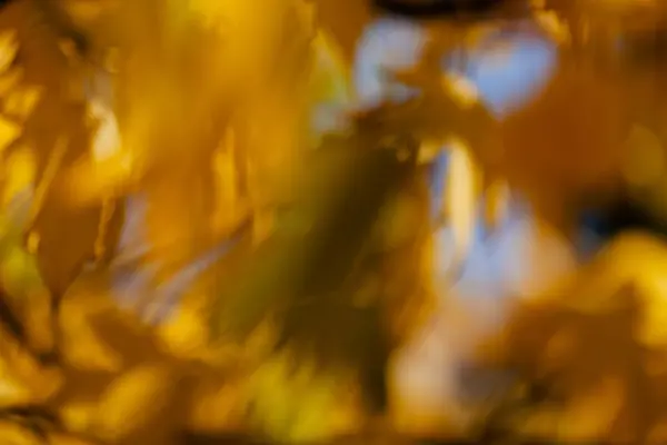 Hojas abstractas de otoño — Foto de Stock