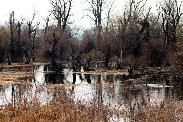 Wetlands in late autumn — Stock Photo, Image