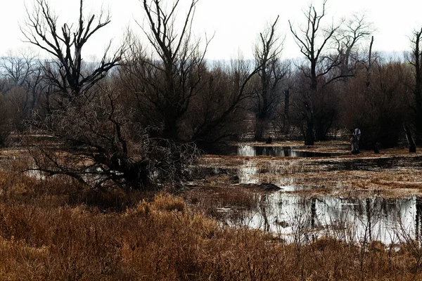 Wetlands in late autumn — Stock Photo, Image