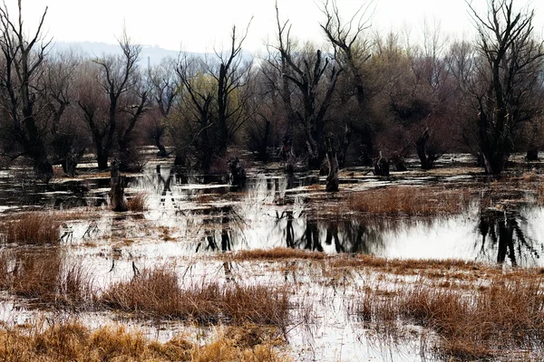 Wetlands in de late herfst — Stockfoto