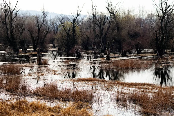 Водно-болотних угідь у пізній осіні — стокове фото