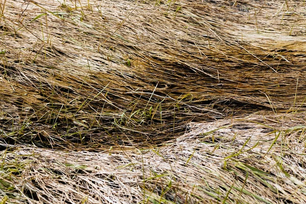 Gebogen gras in het moeras — Stockfoto