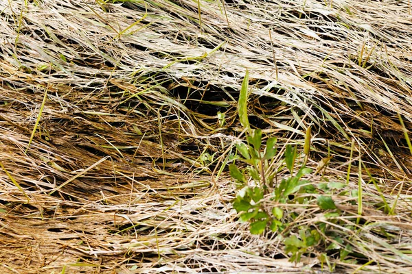 Gebogen gras in het moeras — Stockfoto