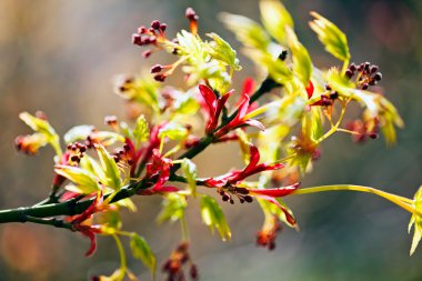 tomurcukları ile şube