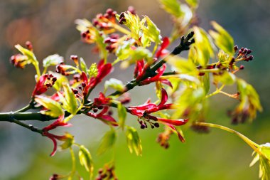 tomurcukları ile şube