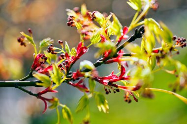 tomurcukları ile şube