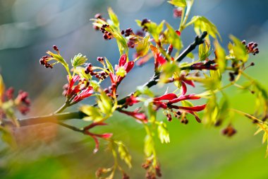 tomurcukları ile şube