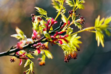 tomurcukları ile şube