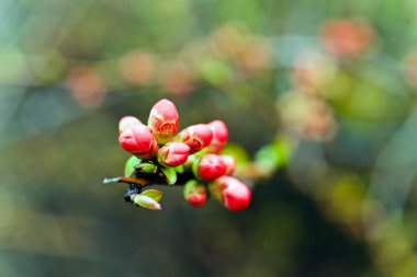 pembe tomurcukları dalı