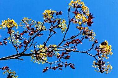 dalları sarı çiçekleri ile
