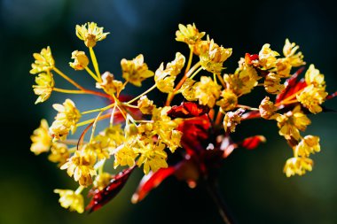 kırmızı yaprakları ile sarı çiçek