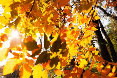 sonbahar yaprakları