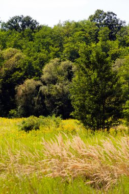 sonbahar çayır bitki örtüsü
