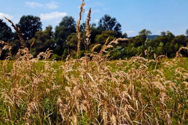 sonbahar çayır bitki örtüsü