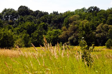 sonbahar çayır bitki örtüsü