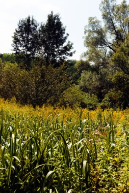 sonbahar çayır bitki örtüsü