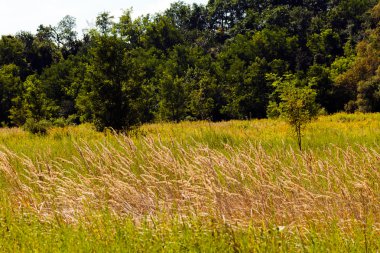 sonbahar çayır bitki örtüsü