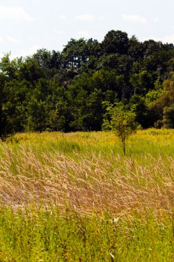 sonbahar çayır bitki örtüsü