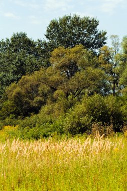 sonbahar çayır bitki örtüsü
