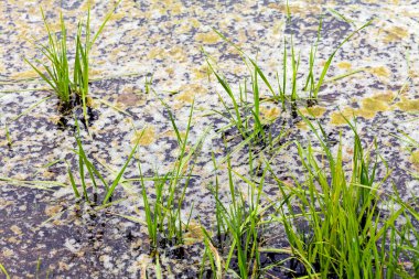 sonbahar çayır bitki örtüsü